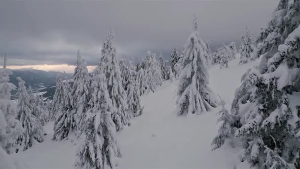 Flyger Mellan Frusna Snöiga Träd Vinterskogen Gråmulen Natur Kalla Vinterfjäll — Stockvideo