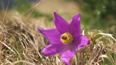 Büyük pulsatilla grandis çiçeğinin kapanışı güneşli bir günde bahar çayırında çiçek açıyor ve rüzgarda hareket ediyor.