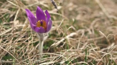 Büyük pulsatilla grandis çiçeğinin kapanışı güneşli bir günde bahar çayırında çiçek açıyor ve rüzgâr esintisinde hareket ediyor, ağır çekim 4k.