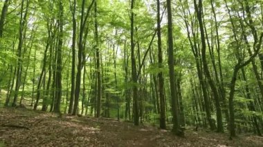 Taze bahar ormanlarındaki yeşil ağaçlara bak. Huzurlu doğa arka planı 4k