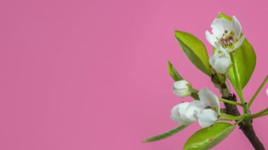 İlkbaharda pembe arka planda çiçek açan zarif meyve ağacı çiçekleri, ücretsiz fotokopi alanı sağlık hizmetleri veya tıbbi promosyon için idealdir.