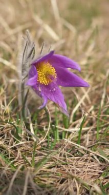 Violet Large pulsatilla grandis çiçeğinin kapanışı güneşli bir günde bahar çayırında çiçek açıyor ve rüzgârda hareket ediyor. Dikey video 4k, sosyal medya hikayesi için ideal