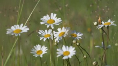 Çiçeklerin Güzeli, Marguerite papatya çiçekleri yaz mevsiminde çayırlarda açar ve rüzgârda yavaşça hareket eder. Huzurlu doğal arkaplan.