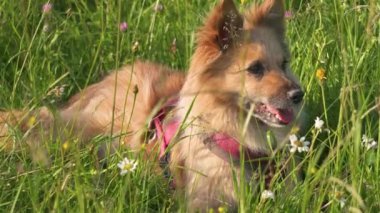 Şirin kahverengi köpeğin portresi yaz doğasında çimenli çayırlarda yatıyor. Mutlu bir evcil hayvanla yürüyüşe çıkmak. 