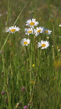 Çiçekli güzelliğin dikey videosu Marguerite papatya çiçekleri yaz mevsiminde çayırlarda çiçek açıyor ve rüzgârda yavaşça hareket ediyor. Sosyal medya hikayesi için ideal barışçıl doğal altyapı.