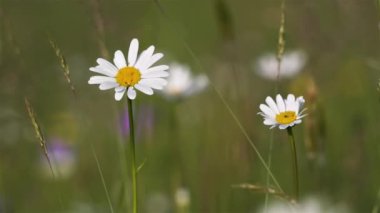 Çiçeklerin Güzelliği, yaz mevsiminde açan beyaz papatya çiçeklerinin yakın çekimi alp çayırları ve rüzgârda yavaşça hareket etmek. Huzurlu doğal arkaplan