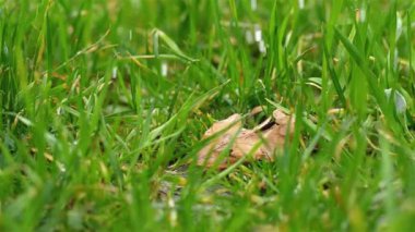 Yağmur damlaları bahar çayırlarında kuru yapraklarla çimlere düşüyor. Yeşil doğada yağmur yağıyor, arka planda yağmurlu hava.