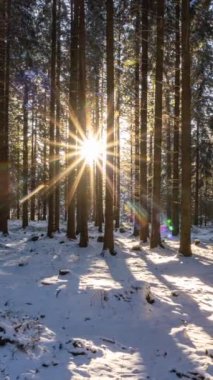 Soğuk, karlı doğada, kış ormanlarında güzel altın günbatımının dikey videosu açık hava macera geçmişini hızlandırıyor. Sosyal medya hikayesi için ideal.