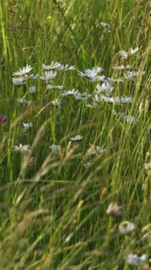 Papatya çiçekleri ve yeşil çimlerle bezenmiş yaz çayırlarının dikey videosu sosyal medya hikayesi için ideal.