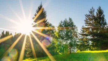 Taze bahar doğasında gün doğumu orman manzarasında, güzel bir sabah saatinde