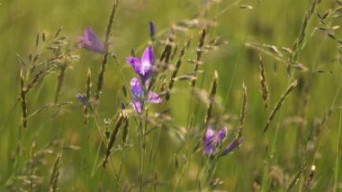 Çimenler ve çan çiçekleri rüzgarda savruluyor Alp çayırlarında güneşli yaz doğasında.