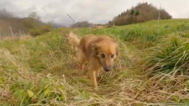 Kızgın köpek güz doğasında hırlıyor ve keskin dişlerini gösteriyor.