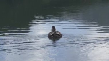 Dağ gölünde yüzen yaban ördeği, doğal yaşam alanında vahşi hayvan yaban ördeği.
