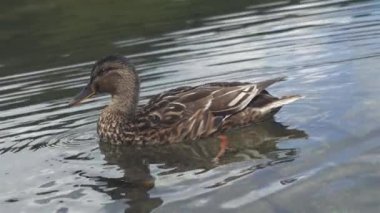 Dağ gölünde yüzen güzel yaban ördeği doğal yaşam ortamında yaban ördeğini yavaşça yüzer.