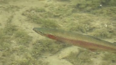 Gökkuşağı alabalığının yakın çekimi. Öpücüğüm bir dağ gölünde yüzüyor, vahşi yaşam balık hayvanı.