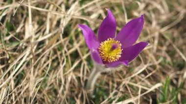 Büyük Pulsatilla 'nın Violet çiçeğinin yakın çekimi bahar çayırlarında esen rüzgârda açan ve hareket eden, Yavaş çekim 4k.