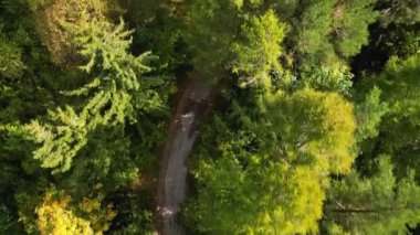 Gündoğumunda sonbahar ormanlarındaki kır yolunun kuş bakışı görüntüsü. Doğal manzara arkaplanının havadan görünümü.