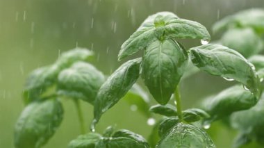 Bahar bitkisel bahçesinde yeşil fesleğen bitkilerinin üzerine yağmur yağıyor. İlkbaharda yağan taze yağmur yağışlı doğa, ferahlatıcı doğal arka plan, yavaş çekim