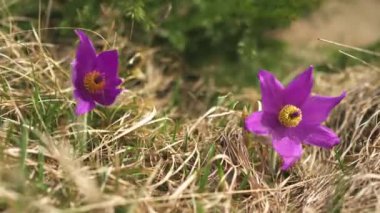 Yakın plan, Büyük Pulsatilla Grandis 'in mor çiçekleri rüzgarlı doğada bahar alp çayırlarında çiçek açıyor, doğal olarak çiçek açıyor, rüzgârda 4k hareket ediyor..