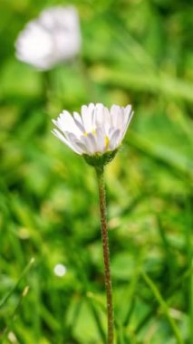 Taze bahar sabahı hızla açan papatya çiçeğinin dikey videosu yeşil çimenli otlakta zaman kaybı, sosyal medya hikayesi için ideal doğal güzellik..