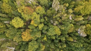 Vahşi kayalık dağlardaki sonbahar ormanlarının kuş manzarası. Renkli ağaçlı gerçek doğa odununun sinematik havadan görünüşü.