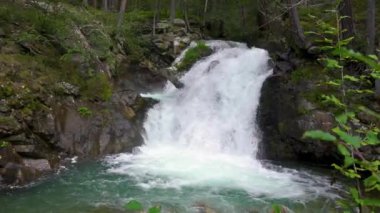 Yeşil Alplerdeki orman deresinde küçük bir şelale. Dağlık doğal manzaralı vahşi nehrin huzurlu manzarası, gerçek doğa, ai-dışı. 
