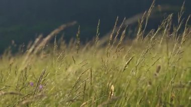 Büyük çimenler açmakta ve yaz doğasında çimenli dağlarda esen rüzgarda sallanmaktadır. Huzurlu doğal çayır arka planı, gerçek görüntüler, ai-dışı.