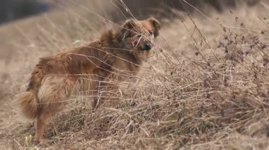Şirin kahverengi köpek, sonbahar doğasında yürürken kameraya doğru koşar. Hayvanın yavaş hareket etmesi, gerçek çekim, ai-dışı..
