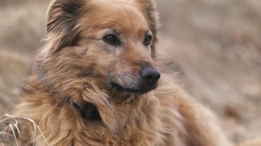 Şirin kahverengi köpeğin portresi çimenli doğada bulanık arka planda yatıyor. Sonbahar doğasında melez bir köpek, gerçek görüntüler..