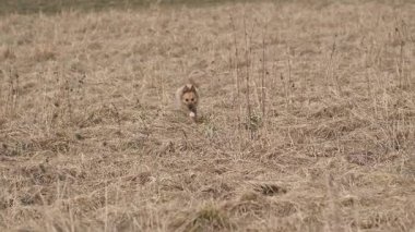 Mutlu Kahverengi Köpek ilkbaharın erken saatlerinde kuru çayırlarda koşuyor. Mans en iyi arkadaş. Karışık cins, gerçek evcil hayvan, ağır çekim, ai olmayan görüntüler..