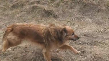 Mutlu Kahverengi Köpek 'in yavaş çekimleri ilkbahar başlarında bir yürüyüş için kuru çayırlarda koşuyor. Mans en iyi arkadaş. Melez, gerçek evcil hayvan, ai olmayan görüntüler..