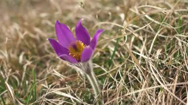 Büyük Pulsatilla 'nın mor çiçeği bahar mevsiminde rüzgârda yavaşça hareket eder. Alp çayırının ağır çekim detayları..