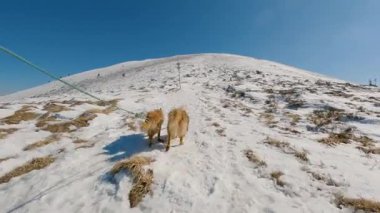 Kayak turu köpekleri karlı Alp dağlarında gezdirir güzel güneşli bir günde ilkbaharın başlarında doğa, açık hava macera özgürlüğü