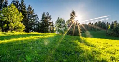 Canlı bir bahar ormanı, günbatımı gökyüzünün altında yavaşça parlar. Taze yeşillik ve çiçek açan çayır, doğal güzelliğin huzurlu bir anında altın ışıkla buluşur.