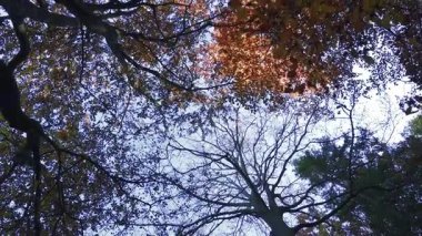 Bir renk katedraline bakıyorum, sonbahar yaprakları ağaçların tepelerinde parlıyor, doğanın sadece fısıltılarla konuştuğu sessiz bir ormanda usulca salınıyor..