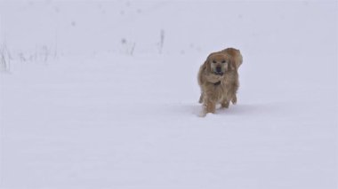 Taze karda koşan tüylü köpek, beyaz tozu tekmeliyor. Her neşe dolu atlayış yavaş çekimde yakalanıyor. 