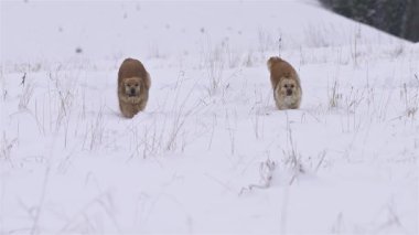 İki tüylü köpek taze karların içinde koşuyor, patileri beyaz tozu tekmeliyor ve her neşe dolu sıçrayışı yavaş çekimde yakalıyor..