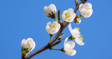 Erik ağacı çiçekleri bu makro zaman atlamalı klipste çok güzel çiçek açar. Beyaz çiçekler, açık mavi gökyüzüne karşı dallarda belirir. İlkbahar ve doğa güzelliğini sembolize eder. Yüksek kaliteli 4k UHD DCI