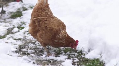 Kahverengi tavuk organik bir çiftlikte yiyecek ararken taze karda yürüyor. Kırsal kış manzarası doğal hayvan davranışlarını gösteriyor. Görüntüler sürdürülebilir çiftçiliği ve hayvanları gösteriyor