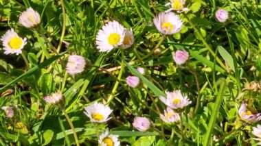 Taze yeşil bir çayırda hızla açan beyaz papatya çiçeklerinin zamanı doluyor. Canlı bir bahar sahnesi doğa, botanik veya mevsimsel arka plan görselleri için mükemmeldir.. 