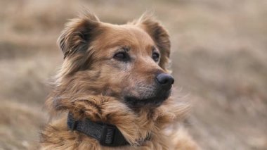 Doğada dinlenen sakin ve sadık melez bir kahverengi köpeğin yakın plan portresi. Evcil hayvan, arkadaşlık, sadakat veya hayvan yaşam tarzı teması için mükemmel.. 