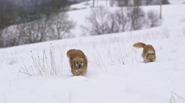 İki mutlu kahverengi köpeğin kış doğasında taze karda koşup oynamalarının yavaş çekim videosu. Hayvan içeriği, köpek severler, doğa sahneleri ya da arkadaşlık temalı görseller için ideal. 