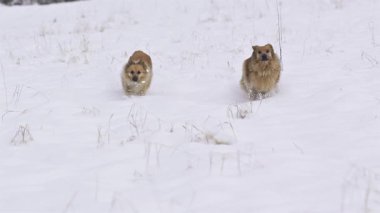 Köpekler, karlı bir maceranın tadını çıkarırlar. Sakin bir kış tarlasında, derin ve taze bir karın içinden ağır çekimde koşarlar. Evcil hayvan mutluluğu ve doğal hareketin kış doğasında yakalandığı tatlı bir an.. 