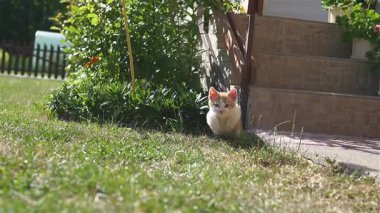 Sevimli kızıl kedi yavrusu güneşli bir arka bahçede kameraya doğru ağır çekimde koşuyor. Oyuncu ve enerjik hayvan anı, evcil hayvan içeriği, sevimli derlemeler veya aile temaları için mükemmel.. 