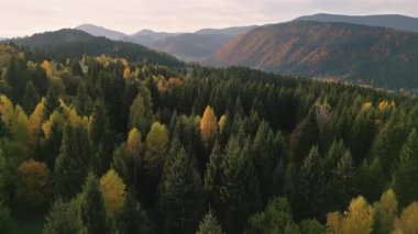 Sakin dağlar ve tepelerle çevrili huzurlu bir sonbahar ormanını canlı renklerle gösteren hava görüntüleri. Rahatlamak ve doğa sahneleri için mükemmel güneşli bir kır manzarası. 