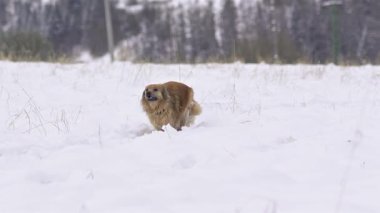 Neşe dolu kahverengi melez bir köpeğin kış manzarasında derin karlar içinde koşuşunun yavaş çekimleri. Mutlu, oyuncu köpek, karlı bir doğayla doğrudan kameraya doğru koşar.. 