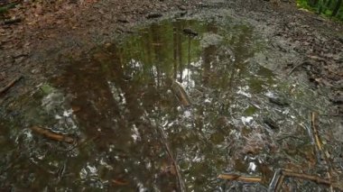 Yağmurlu bir günde su birikintisinde ağaç yansımaları olan huzurlu orman doğası. Çamurlu su yüzeyinde yağmur damlaları dalgalanır ve orman yolunda doğal bir ayna oluşturur..