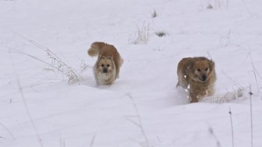 İki mutlu kahverengi melez köpek yavaş çekimde yumuşak toz karda neşeyle koşuyor. Huzurlu bir kış manzarası yakalamış, enerji ve neşe dolu. Evcil hayvan ve doğa temaları için ideal.