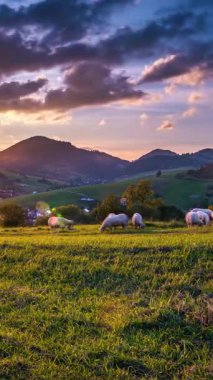 Günbatımında yeşil otlakta otlayan koyunların dikey süreleri. Renkli gökyüzü ve arka planda kırsal köy ile huzurlu bir akşam doğası. Organik tarım ya da kırsal yaşam tarzı için ideal