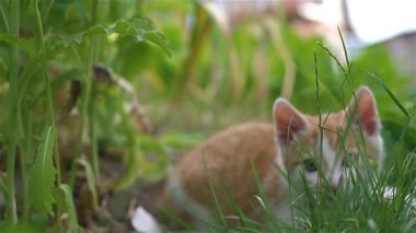 Sevimli kızıl beyaz kedi yavrusu yemyeşil çimlerin altında yatıyor, saplanıp saldırırken gözleri kilitlenmiş. Bahçe ortamında avlanmakta olan neşeli bir evcil kedi, gizlilik, merak ve doğal yırtıcıyı gösteriyor.